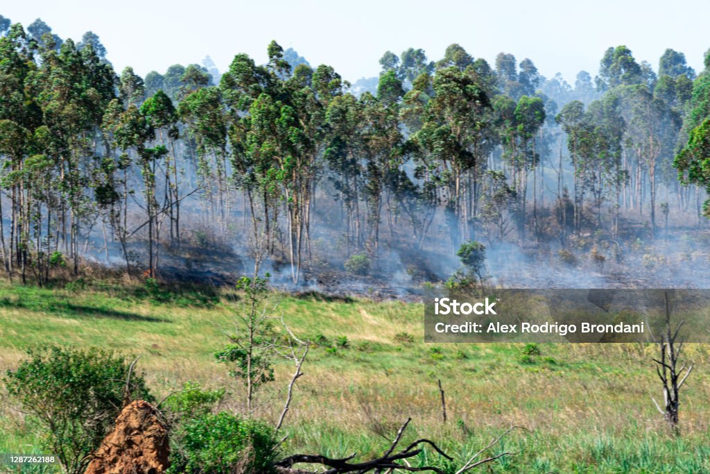 Forest fire. Smoke and fire. Environmental preservation area. Natural disaster. Forest fire. Smoke and fire. Environmental preservation area. Natural disaster. Burnings in Brazil. Fire in the Atlantic Forest. Accidents and Disasters Stock Photo