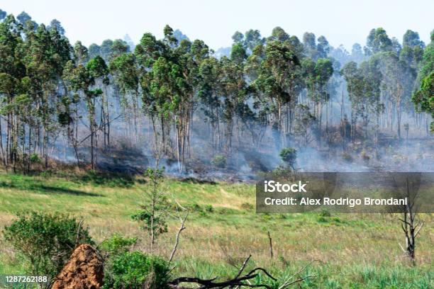 Forest Fire Smoke And Fire Environmental Preservation Area Natural Disaster Stock Photo - Download Image Now