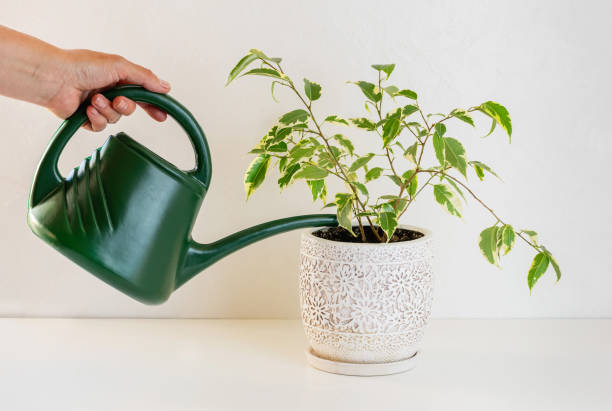 istock Ficus benjamin. Care for home plants. Watering can in a female hand. 1287262325