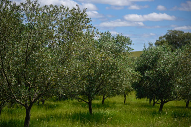 istock Olive trees. Nature and rural landscape. 1287262341