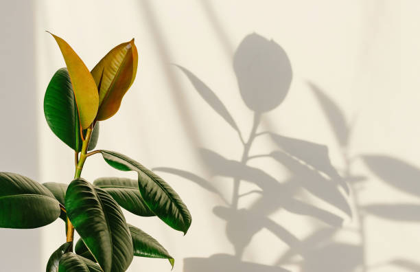 istock Ficus elastic plant rubber tree on a light background. Shadow of ficus on the wall. 1287262376