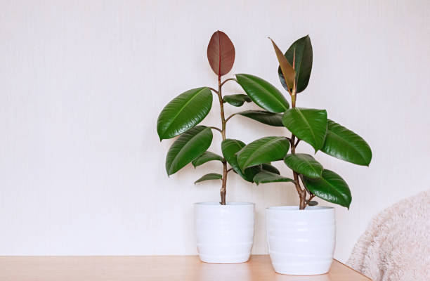 Two houseplants in white ceramic flower pots. Ficus elastic on a light background. Two houseplants in white ceramic flower pots. Ficus elastic on a light background. Close up. fig tree stock pictures, royalty-free photos & images