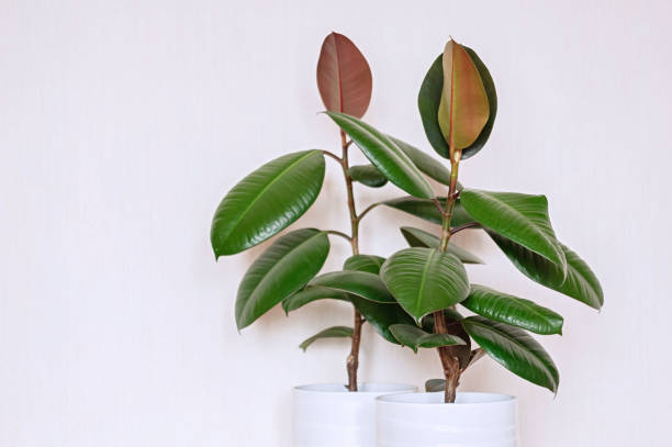 istock Two houseplants in white ceramic flower pots. Ficus elastic on a light background. 1287262391