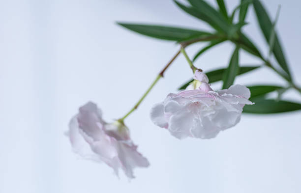 Blooming white nerium oleander. Selective focus. Two flowers close-up.