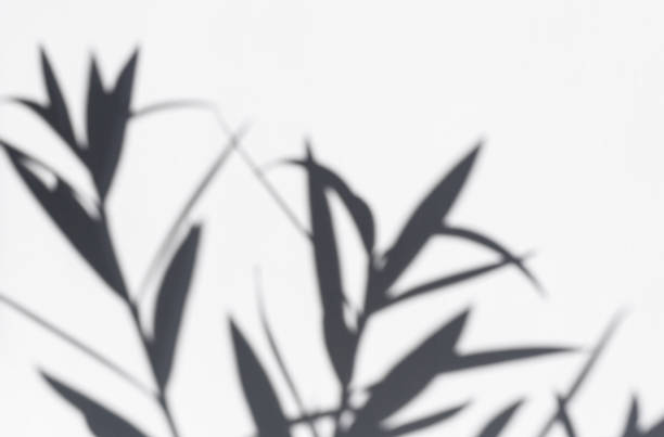istock Dark gray shadows of flowers on a white wall. Abstract blurry, defocused background. 1287262407