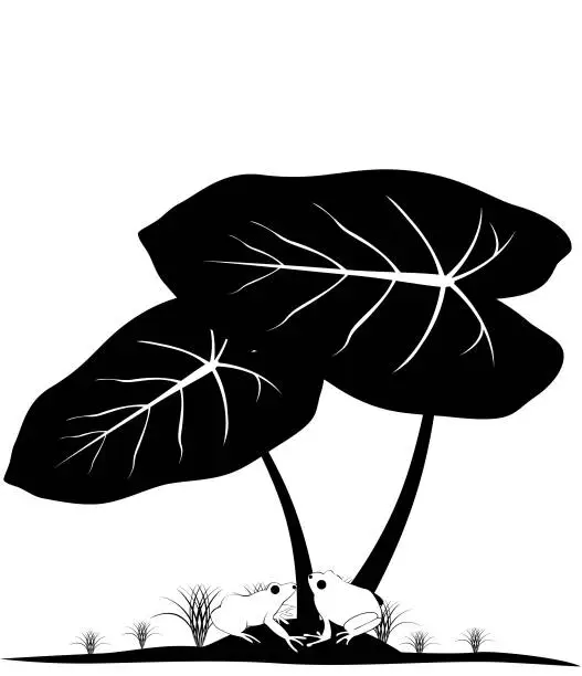 Vector illustration of Colocasia esculenta,taro leaves,