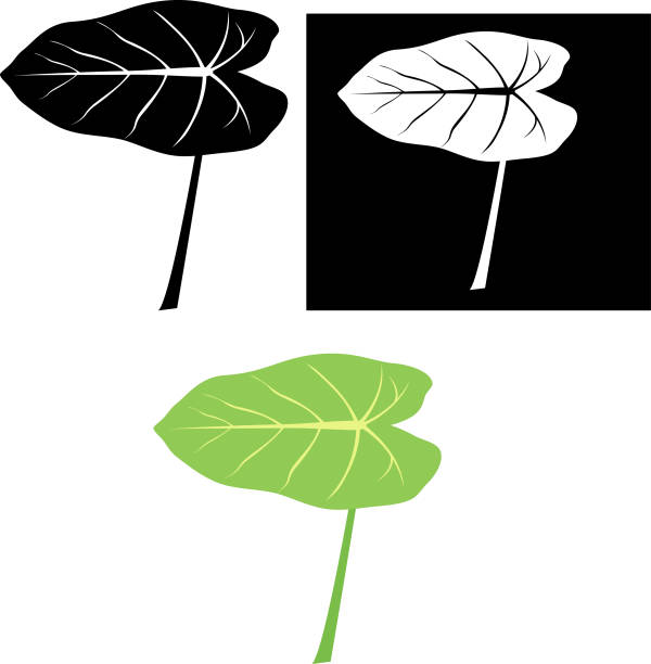 Colocasia esculenta,taro leaves, Colocasia esculenta,taro leaves,All elements are in separate layers color can be changed easily. taro leaf stock illustrations