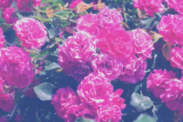 istock Background made of blooming flowers and leaves with copy space. 1287263213