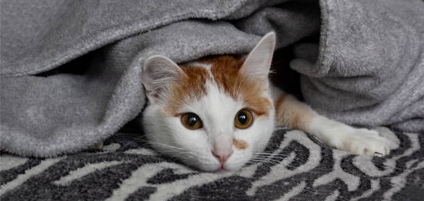 istock Cute ginger kitten lies on a fur white blanket 1287263505