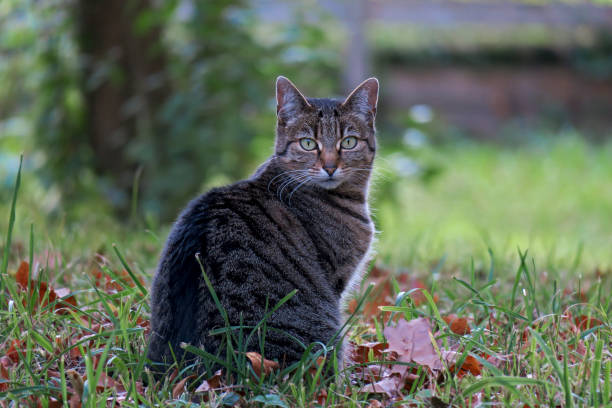 istock cat looks  curious at the camera 1287263620