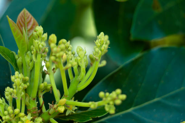 Tiny cream color flowers of avocado or avocado pear, selective focus