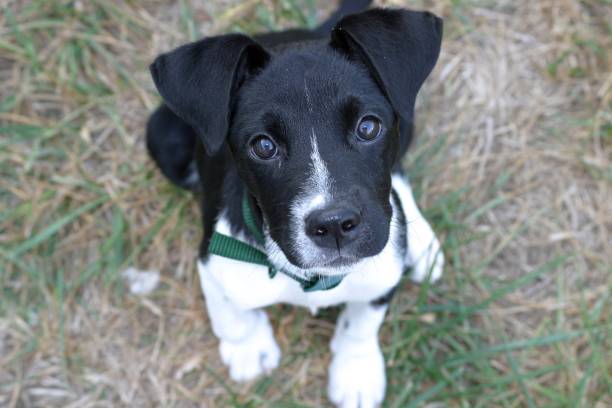istock Puppy love CNC 2007 1287266316