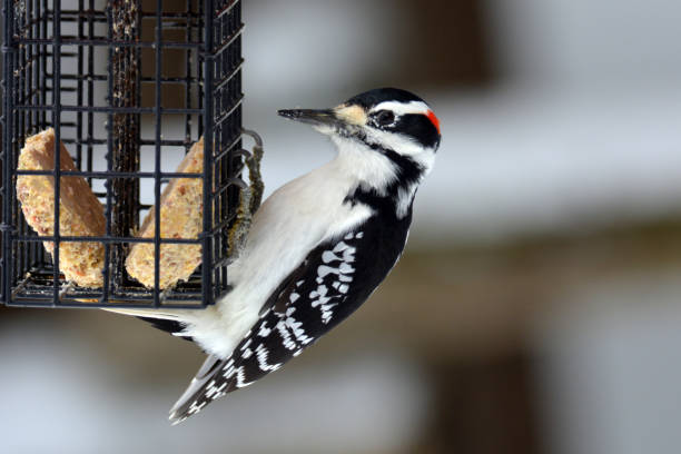 istock Hairy Woodpecker male 1287266477