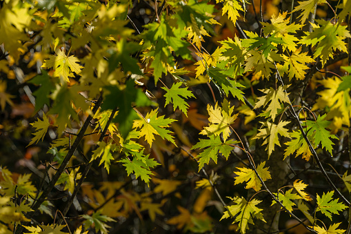 Maple Acer saccharinum with golden and green leaves against sun. Bright foliage on Acer saccharinum in sunny autumn day. Nature concept for any design. Soft selective focus.