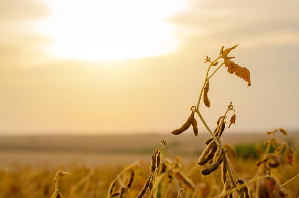 Field of ripe soy with evening sky on background