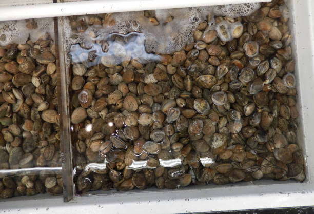 istock Manila clams on retail display 1287268686