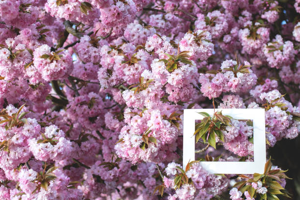 istock White frame on a background of blooming sakura. 1287269569