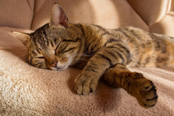 the tabby cat sleeps on the couch the tabby cat sleeps on the couch purring stock pictures, royalty-free photos & images