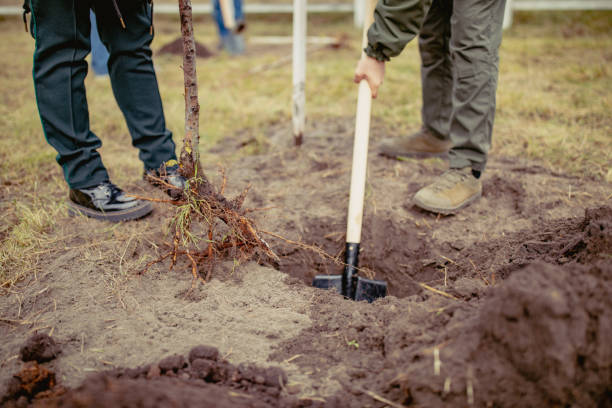 istock People planting tree into a hole dug with a shovel 1287271468