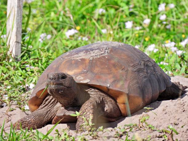 istock Gopher Tortoise (Gopherus polyphemus) with a blade of grass in its mouth 1287271954