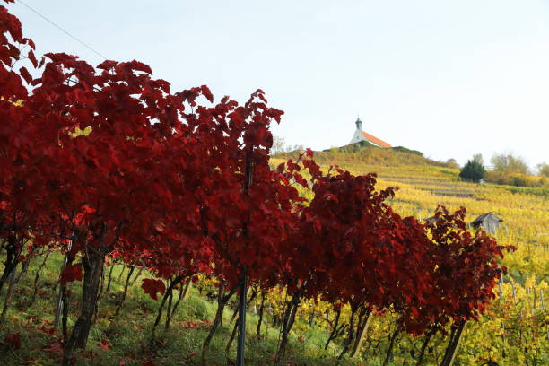 paisagem outono com cores de verão indígena em wurmlingen, alemanha com a capela st. remigius (wurmlinger kapelle) - st remigius - fotografias e filmes do acervo