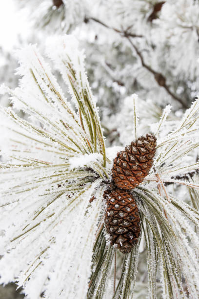 istock Pine Cones on Pine Tree Branch Covered in Frost 1287275440