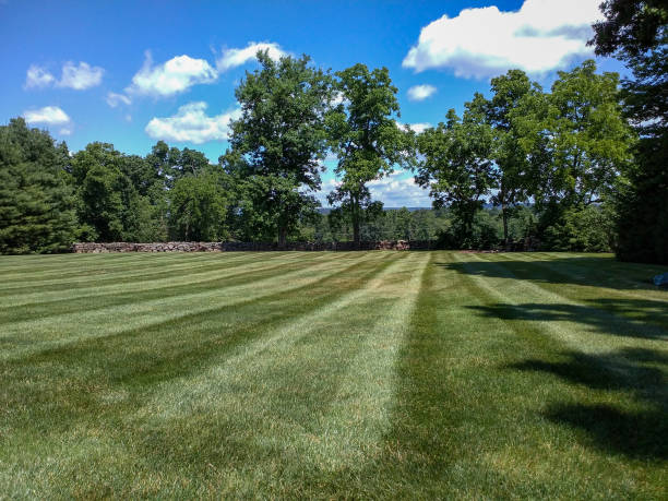 istock Newly Mown Lawn 1287276570
