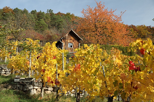 Autumn colors in trees and vineyard Victorian High Country