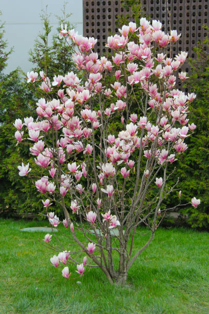 blooming magnolia - plant white magnolia tulip tree imagens e fotografias de stock