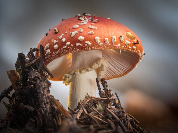 istock Individual red toadstool illuminated by the sun photographed in the coniferous forest. 1287279658