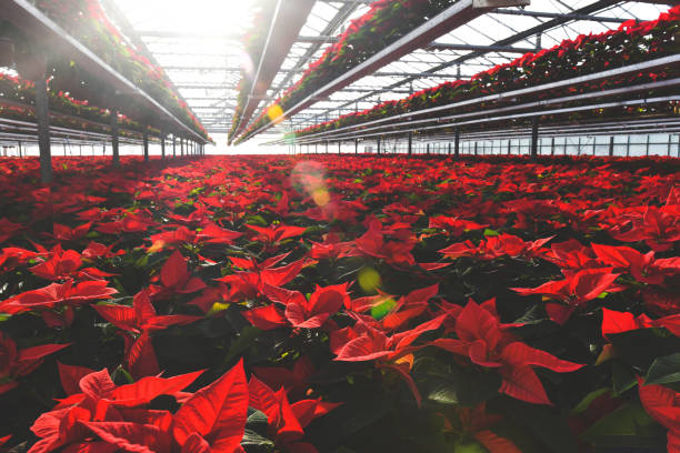 Poinsettia in greenhouse Picyure of a greenhouse with thousands of Christmas holiday live poinsettia plants with red and green leaves.  Shallow depth of field and sun rays visible in the background. red poinsettia vibrant color flower stock pictures, royalty-free photos & images