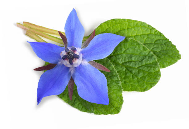 bourrache (borago officinalis) - borage photos et images de collection