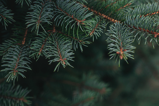 Fluffy branches of a fir-tree. Christmas wallpaper or postcard concept.