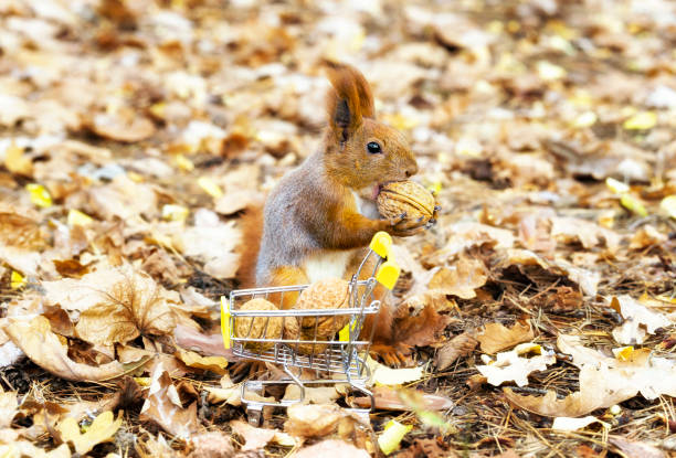 istock Red squirrel with a nut near a small trolley in the woods 1287288265