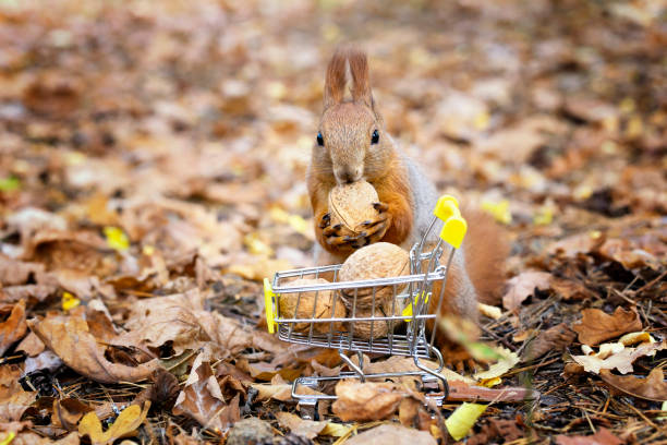 istock Red squirrel holding a walnut by a miniature shopping cart 1287288315