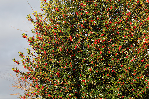 Clusters of red berries burst from every leaf node of this prickly holly tree (Ilex aquifolium). Its contrasting red berries and deep green leaves stand out in England's winter months, and provides food for birds. Much loved, it is the subject of one of Britain's favourite Christmas carols: (The holly and the ivy When they are both full grown Of all the trees that are in the wood The holly bears the crown.).