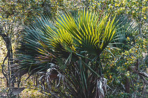 Large yucca displays a symmetrical crown of sword-shaped leaf. Flowering stem in the background