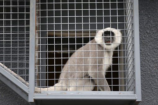 Gray langur monkey is seen in captivity in a zoo cage.