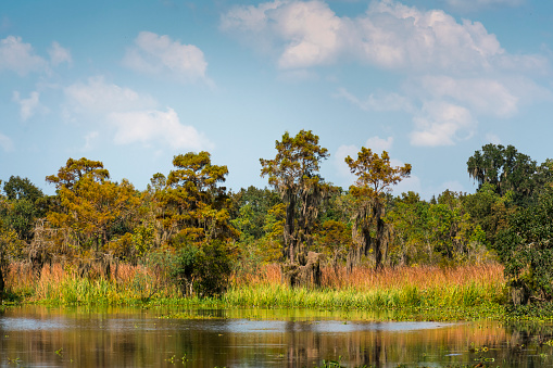Landscape of a green swamp in Louisiana in a lovely sunny day.