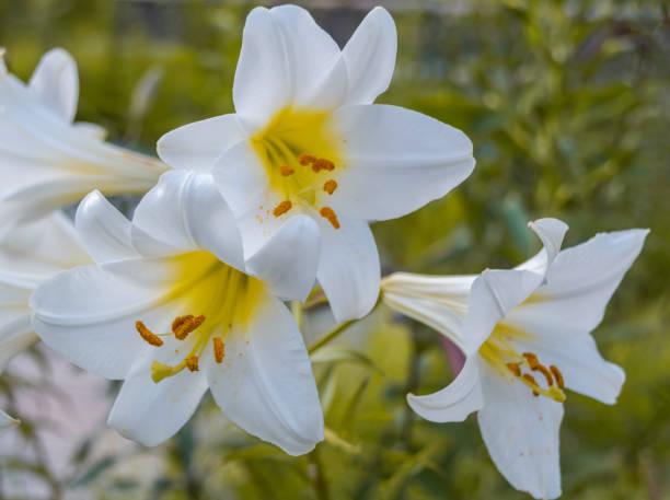 istock Lilium candidum grows in the pond 1287291038