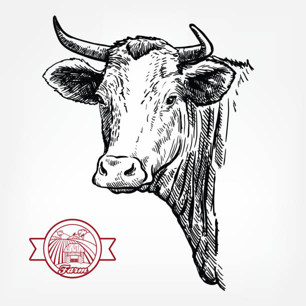 ilustraciones, imágenes clip art, dibujos animados e iconos de stock de criar ganado. cabeza de un cuerno largo de texas. boceto vectorial sobre fondo blanco - vacas