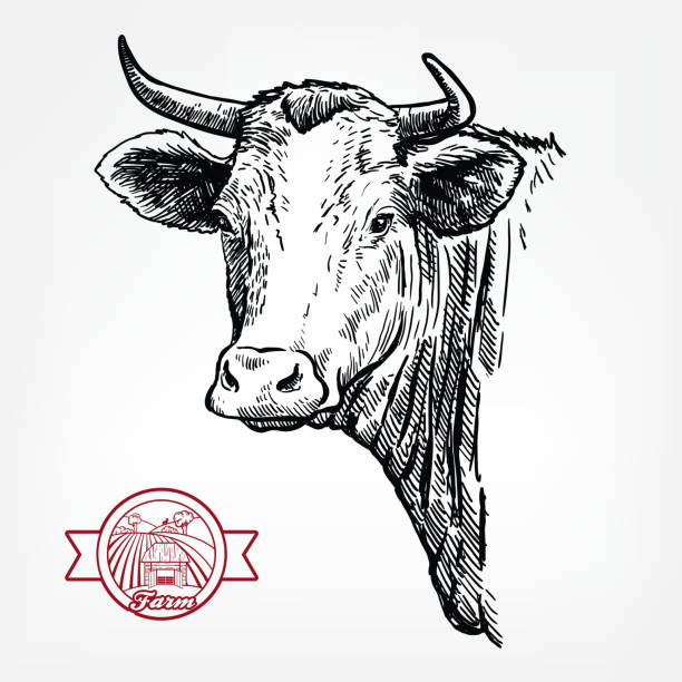 ilustrações, clipart, desenhos animados e ícones de criação de gado. cabeça de um texas longhorn. esboço vetorial em fundo branco - fêmea de mamífero