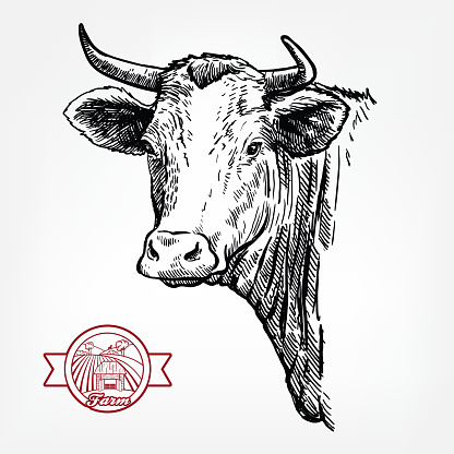 Breeding cattle. head of a Texas longhorn. vector sketch on white background.