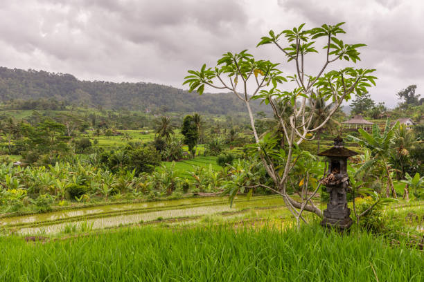 인도네시아 발리 사이드맨에 있는 스피릿 하우스가 있는 시골 풍경. - sidemen 뉴스 사진 이미지
