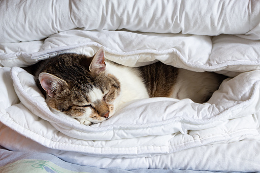 Tabby cat sleeping in a duvet in a bedroom