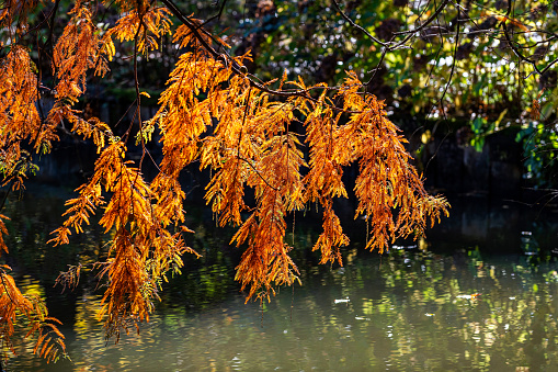 The branches with yellow leaves that hang over the lake in autumn and look like tassels. Ataturk Arboretum in Istanbul, Turkey. Selective focus.