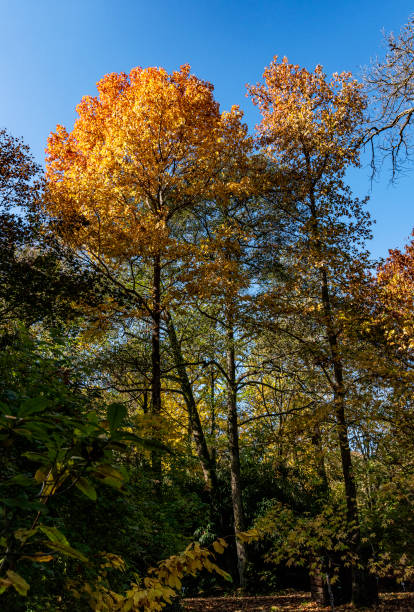 istock Yellowing leaves on the tree branches in Autumn season 1287293381
