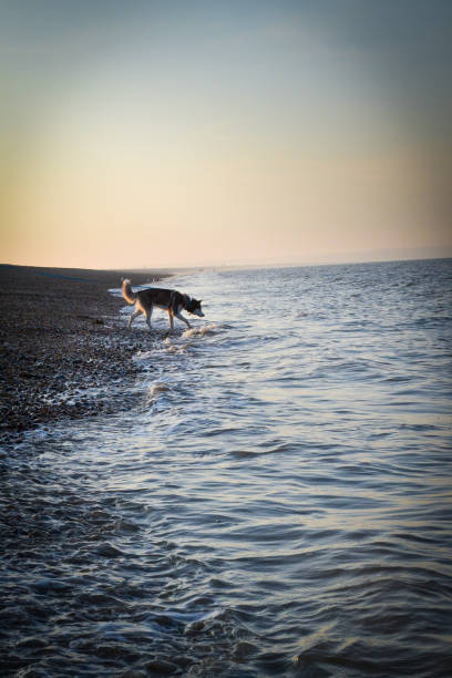 istock An Evening Husky Dog Stroll 1287293960