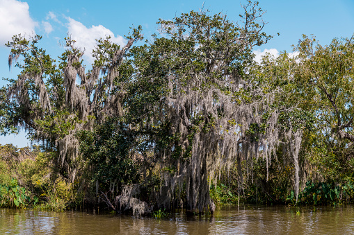 Lush greenery by the water and a tree completely covered with Spanish moss, a beautiful sunny day in Louisiana.