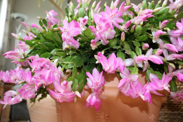 istock Pink flowers of Schlumbergera truncata 1287294319